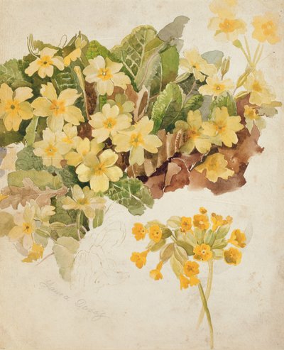 Study of Primroses and Cowslips by Laura Darcy Strutt